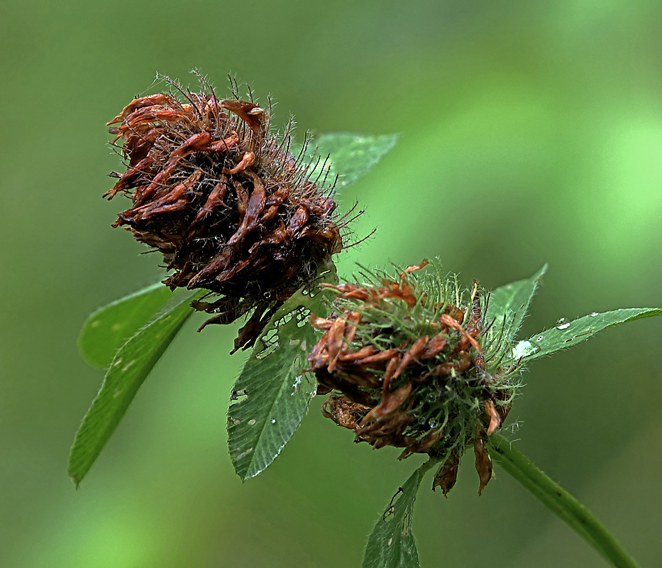 Изображение особи Trifolium pratense.