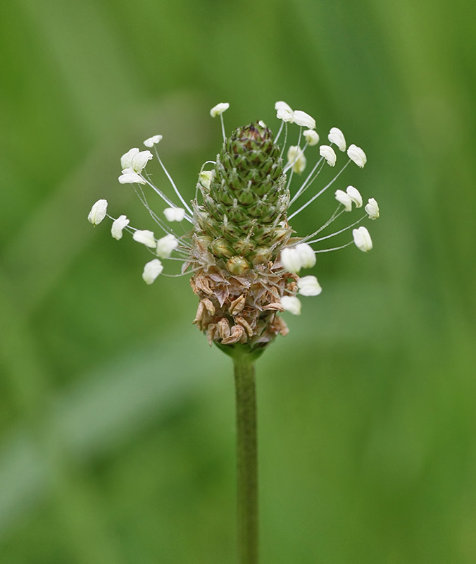 Изображение особи Plantago lanceolata.