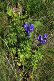 Aconitum nasutum