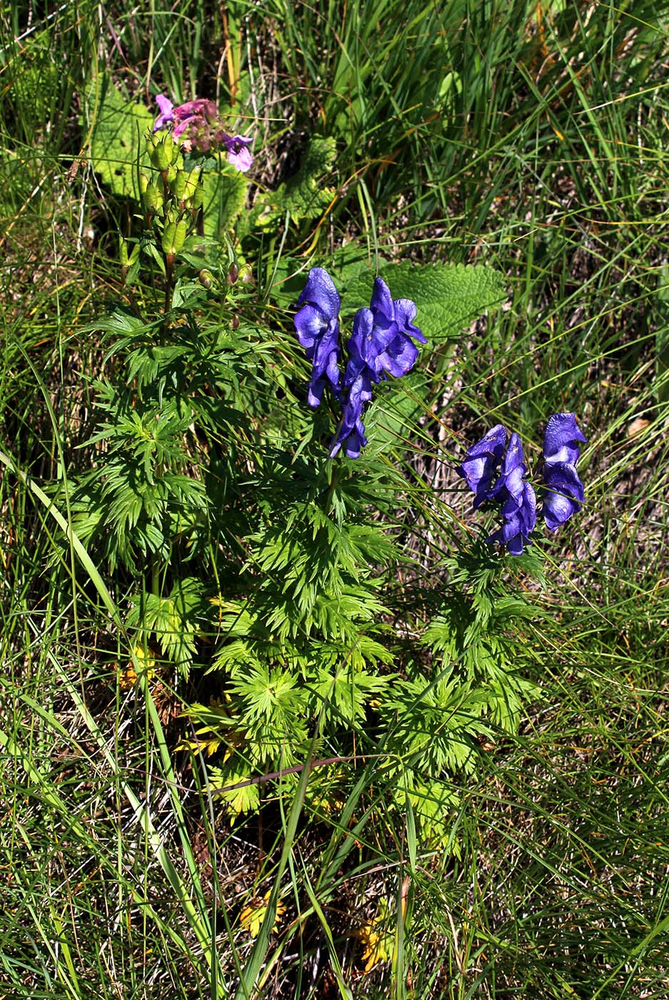 Image of Aconitum nasutum specimen.