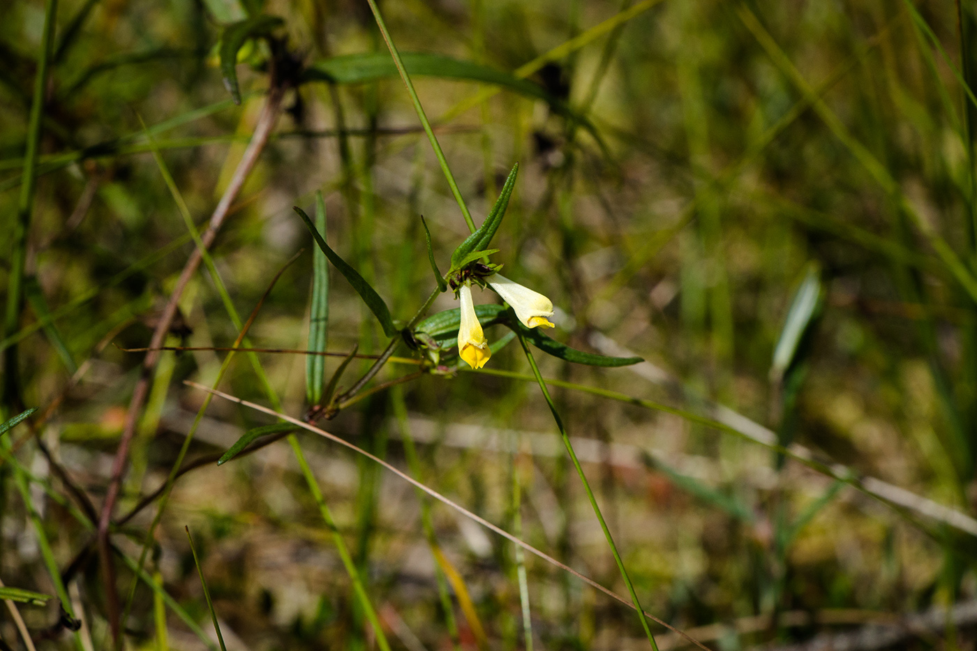 Image of Melampyrum sylvaticum specimen.