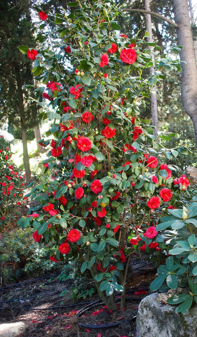 Изображение особи Camellia japonica.