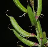 Astragalus davuricus