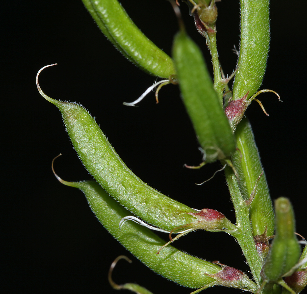 Image of Astragalus davuricus specimen.