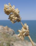 Silene densiflora. Верхушка побега мужского растения с сухим соцветием. Крым, Керченский п-ов, Приазовье, Генеральские пляжи, каменистый приморский склон. 10.06.2018.