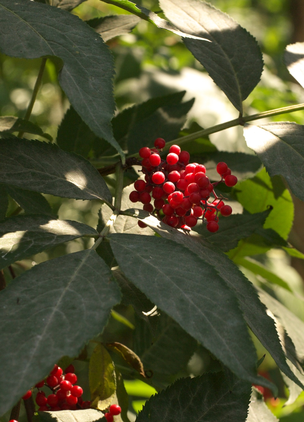 Image of Sambucus racemosa specimen.