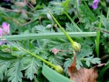 Erodium cicutarium. Созревающие плоды и части листьев. Московская обл., г. Электрогорск, пустырь. 27.10.2018.