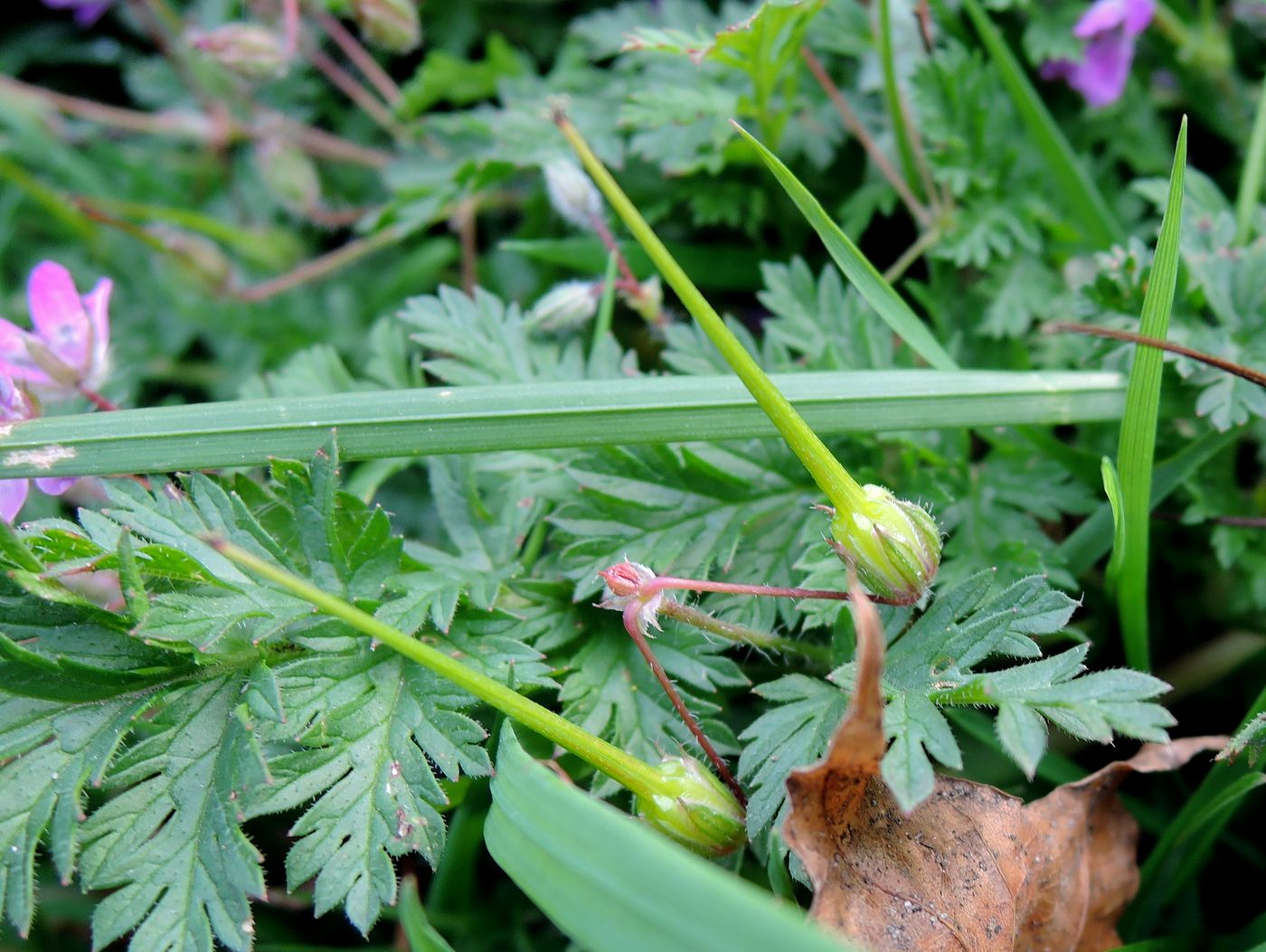 Изображение особи Erodium cicutarium.