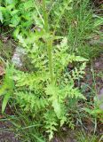 Rorippa barbareifolia