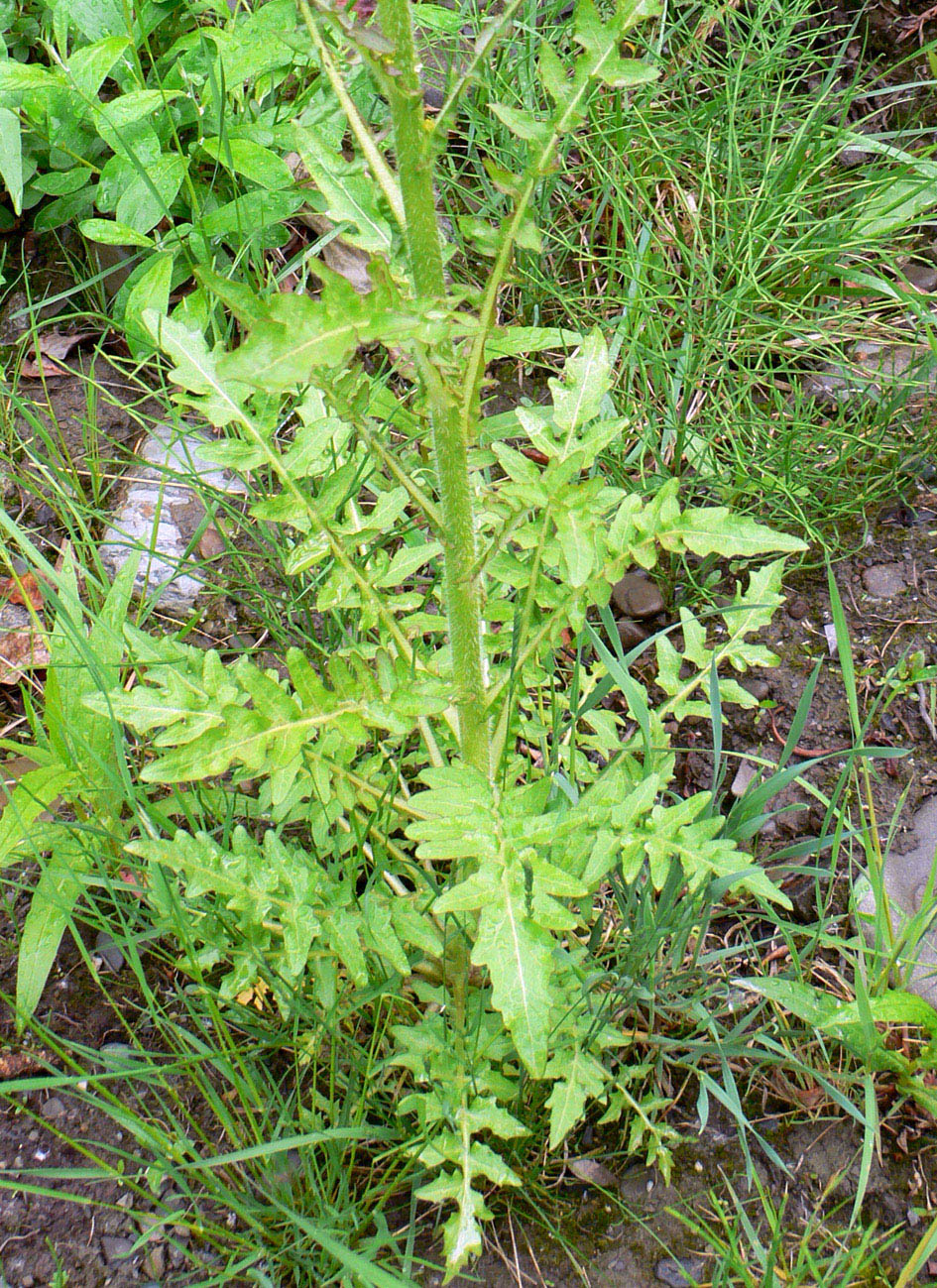 Image of Rorippa barbareifolia specimen.