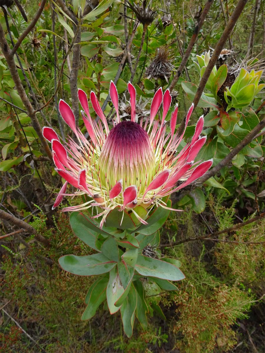 Image of Protea obtusifolia specimen.