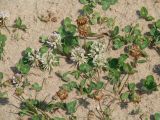 Trifolium repens