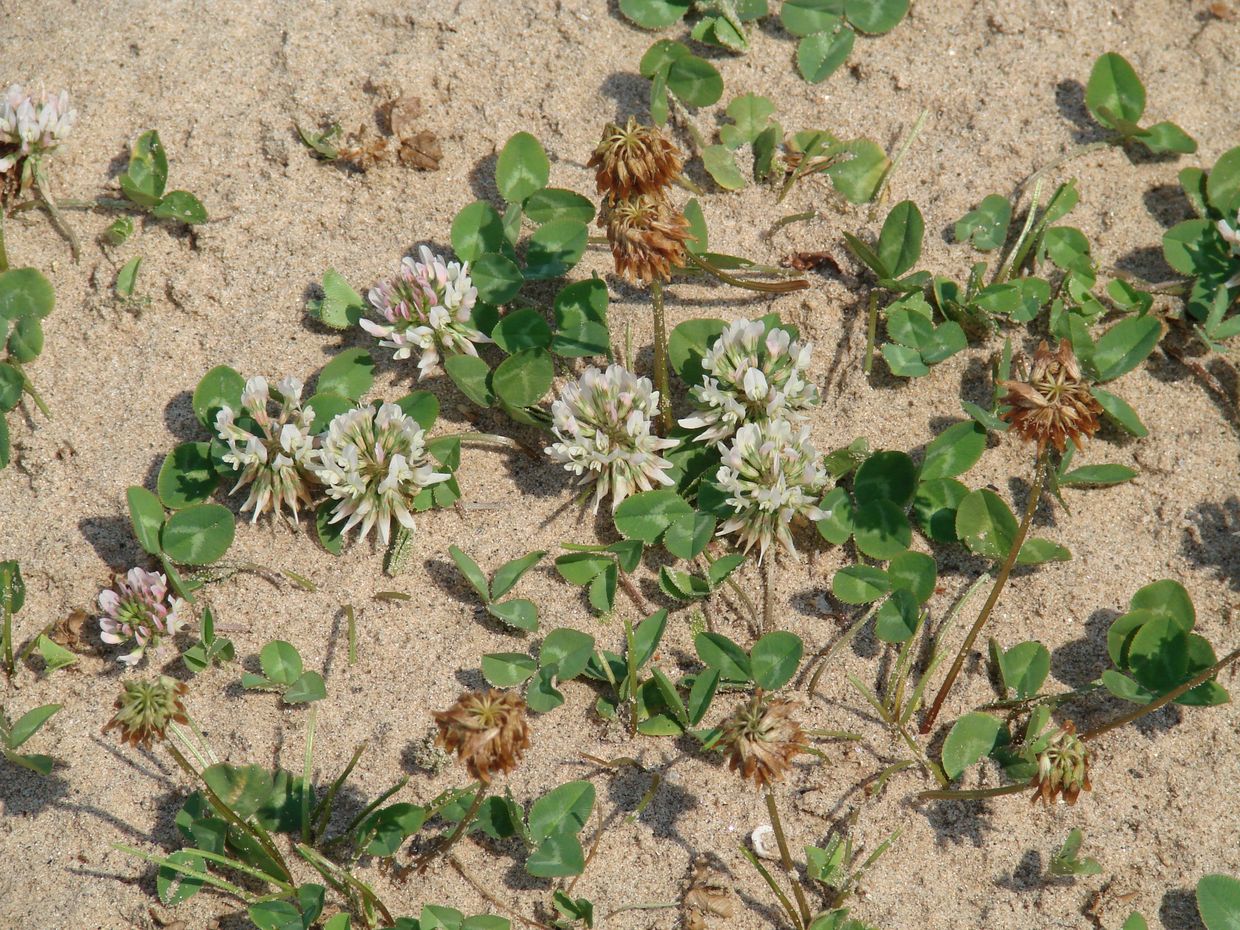 Image of Trifolium repens specimen.