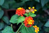 Lantana camara. Верхушка побега с соцветиями. Крым, пос. Партенит, парк \"Айвазовское\". 23.09.2018.