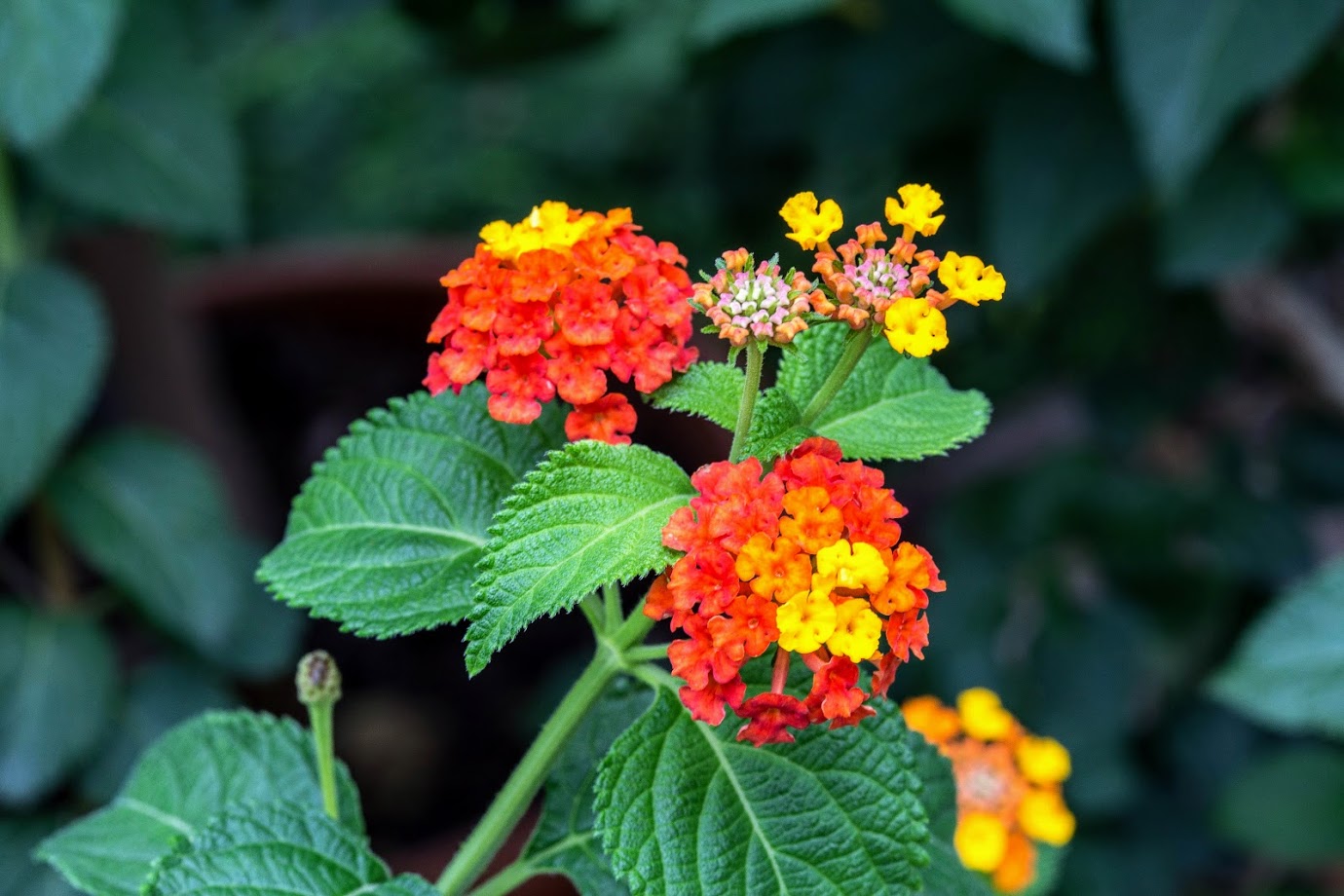 Image of Lantana camara specimen.