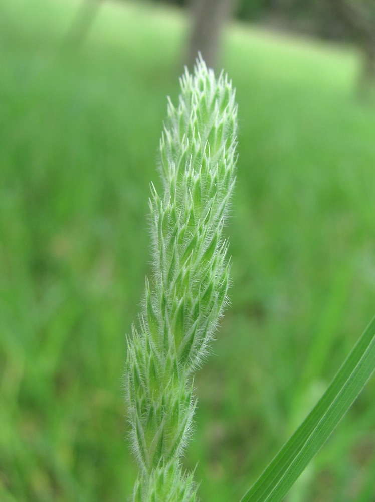 Изображение особи Dactylis hispanica.