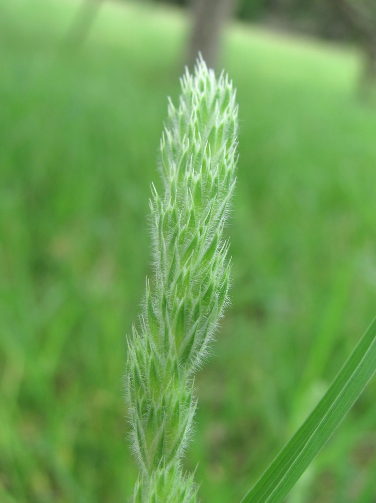 Image of Dactylis hispanica specimen.