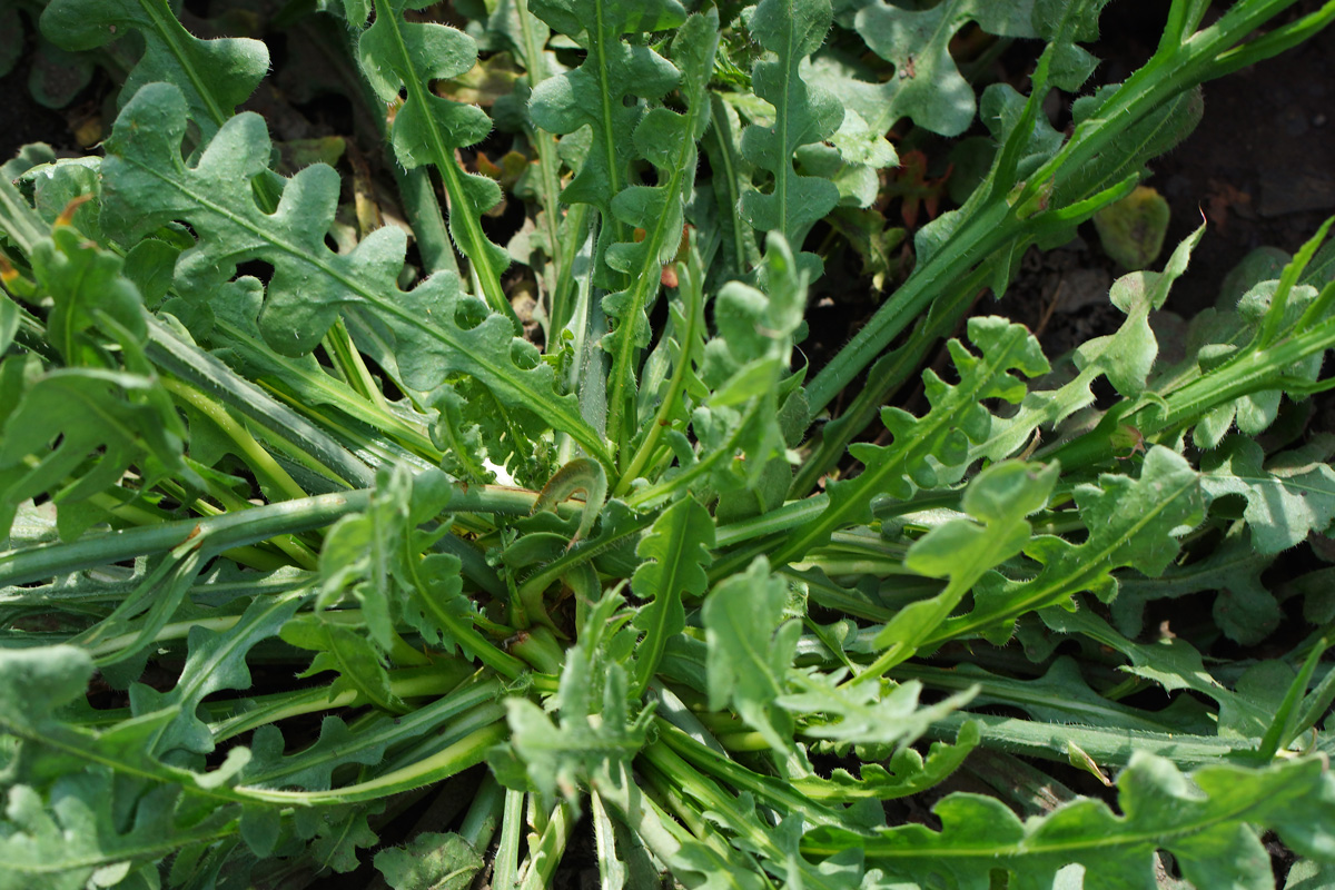 Image of Limonium sinuatum specimen.