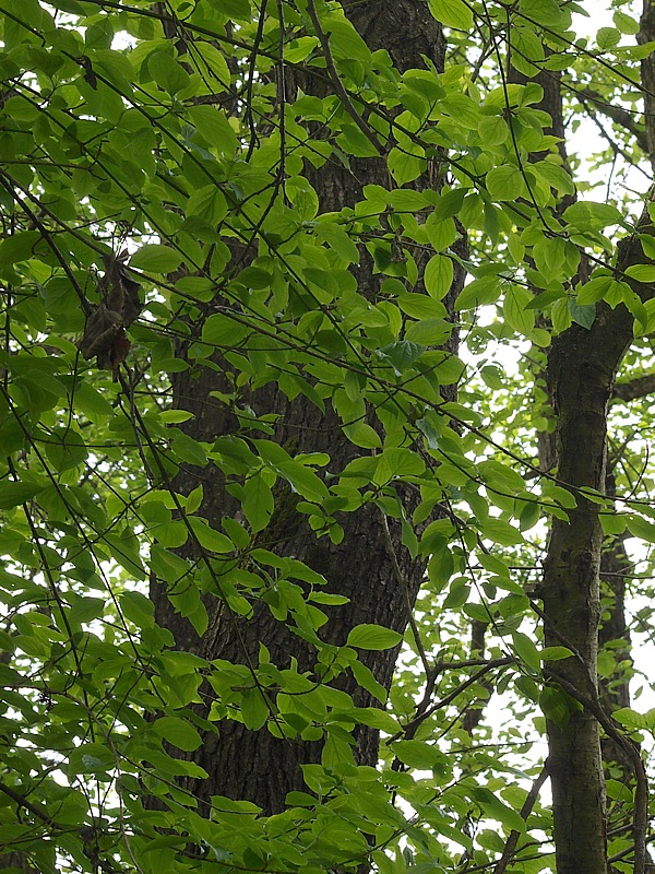 Image of Cornus mas specimen.