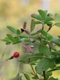 Rosa cinnamomea. Верхушка ветки с плодом и листьями.. Санкт-Петербург, Красносельский р-н, окр. ст. Можайская, памятник природы \"Дудергофские высоты\", опушка широколиственного леса вдоль просеки на восточном склоне горы Ореховая. 29 сентября 2018 г.