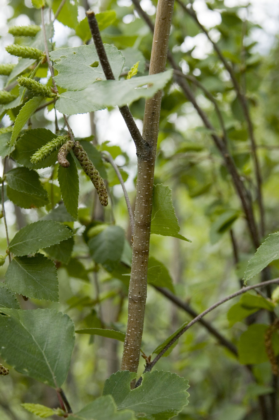 Изображение особи Betula fruticosa.