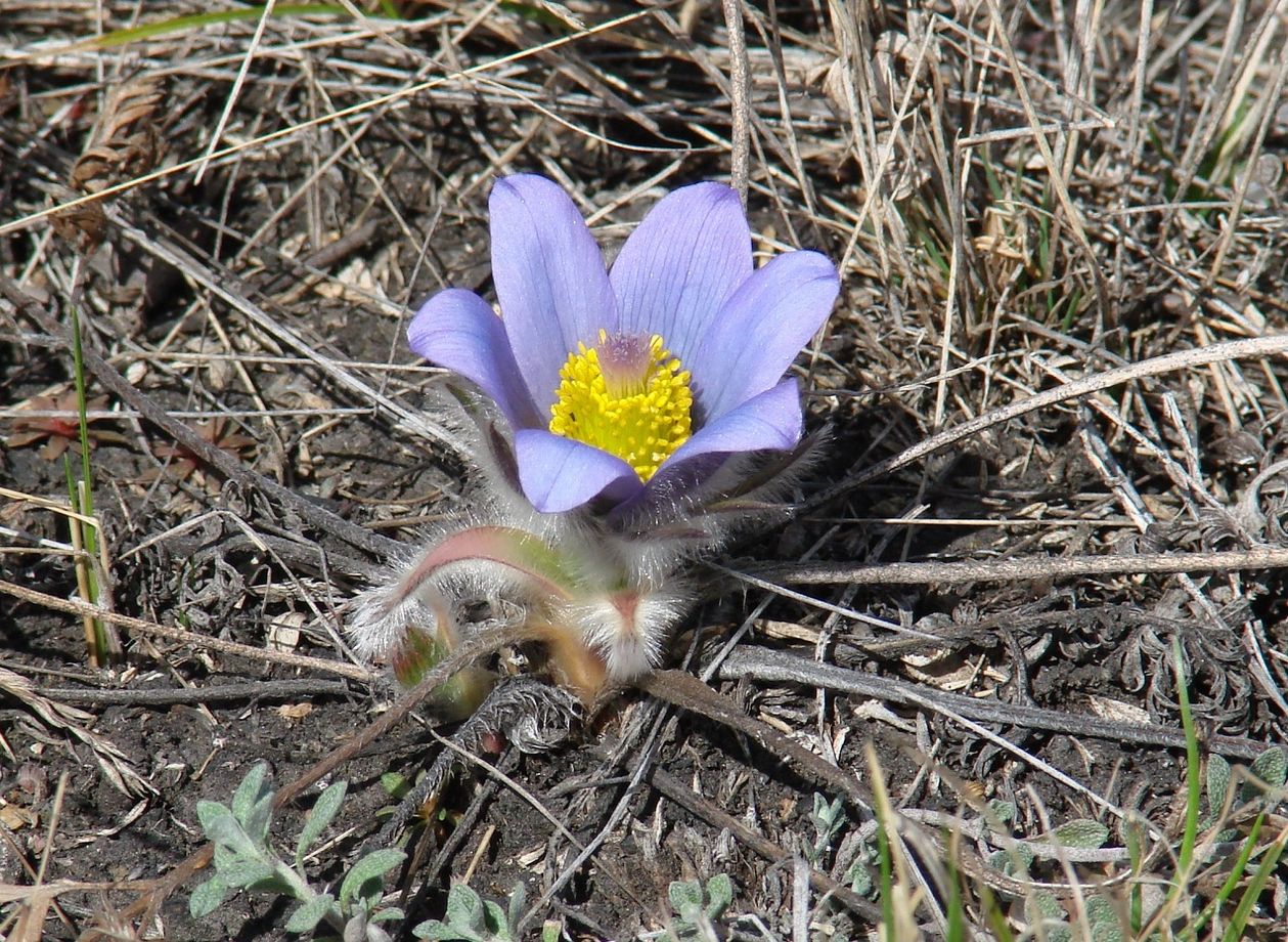 Изображение особи Pulsatilla turczaninovii.