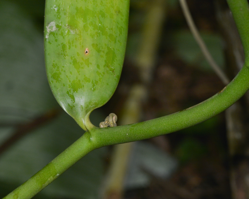 Image of Vanilla planifolia specimen.