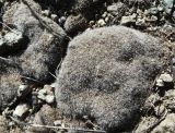 genus Grimmia