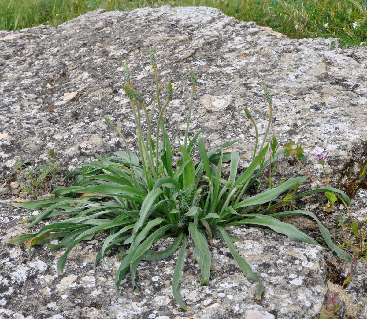 Image of Plantago albicans specimen.