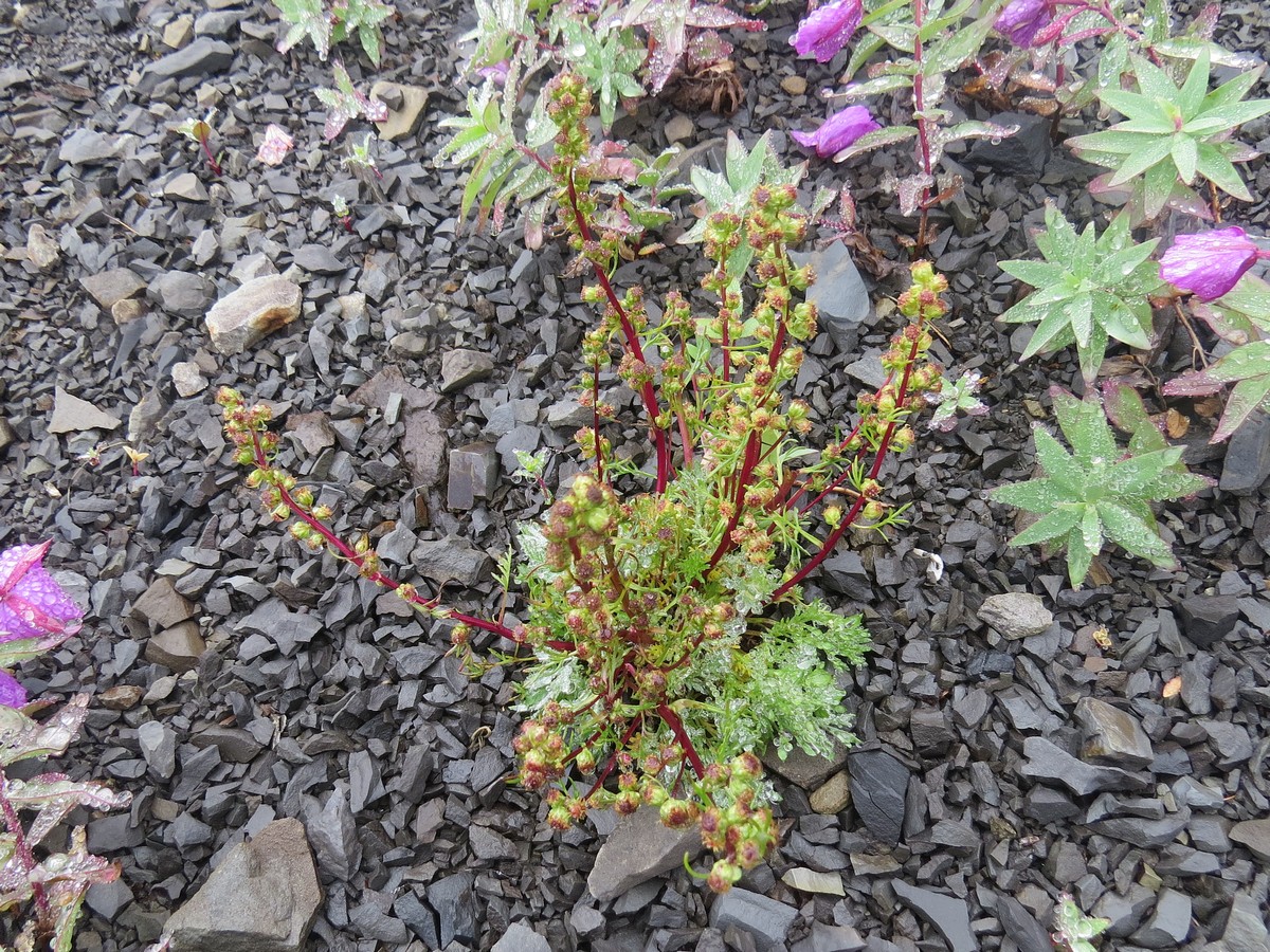 Изображение особи Artemisia borealis.