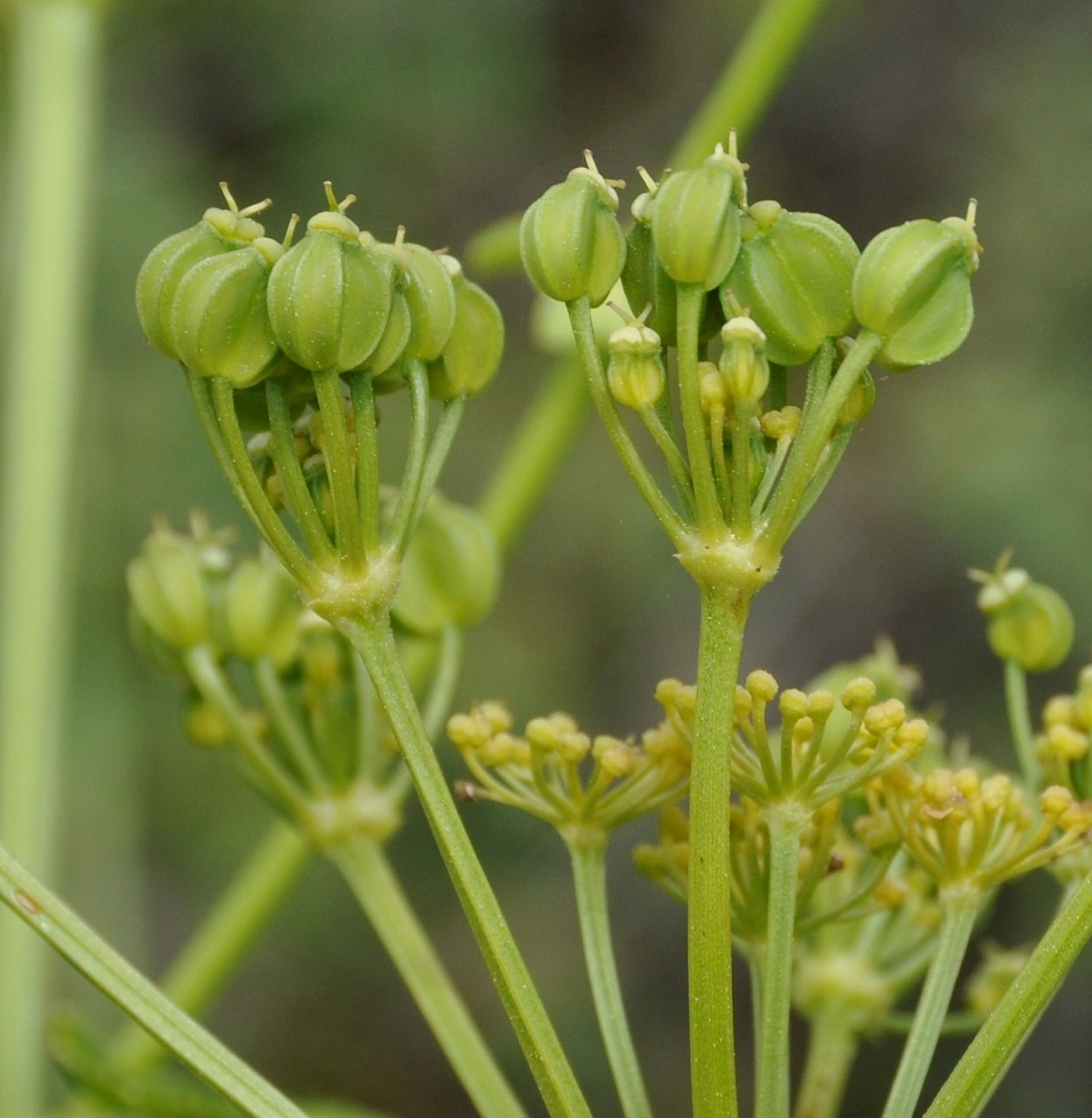 Изображение особи семейство Apiaceae.