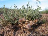 Astragalus pallasii. Плодоносящее растение. Южный Казахстан, вост. предгорья хр. Сырдарьинский Каратау, Закаратауская равнина (возвышенность), сев. побережье оз. Ащиколь, глинисто-каменистые прибрежные пестроцветы. 5 мая 2019 г.