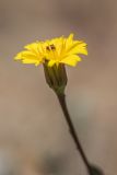 семейство Asteraceae. Соцветие. Испания, Каталония, провинция Жирона, комарка Альт-Эмпорда, муниципалитет Кадакес, мыс Креус, каменистый склон. 01.04.2019.