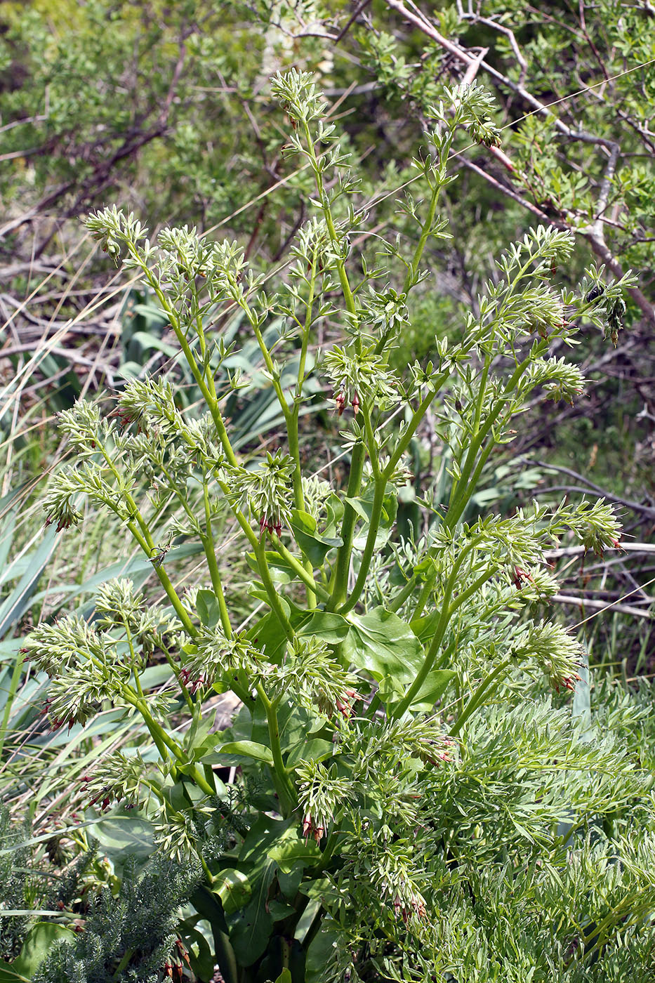 Изображение особи Trachelanthus korolkowii.