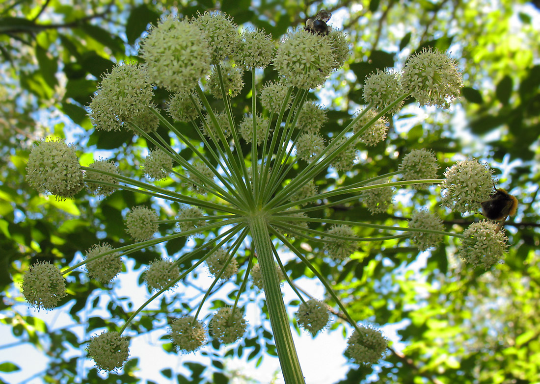 Изображение особи Angelica sylvestris.