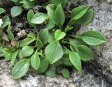 Valeriana saxicola