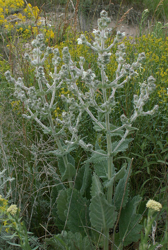 Image of Salvia aethiopis specimen.