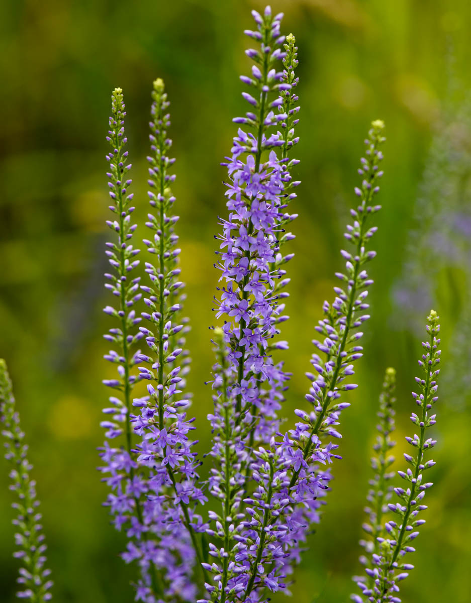 Image of Veronica spuria specimen.