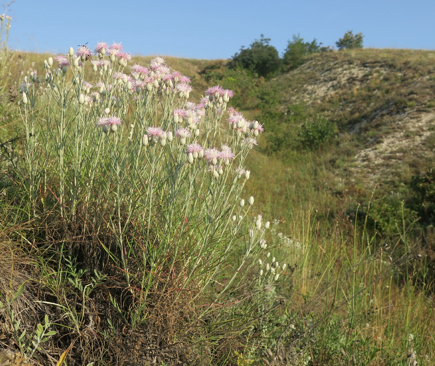 Изображение особи Jurinea stoechadifolia.