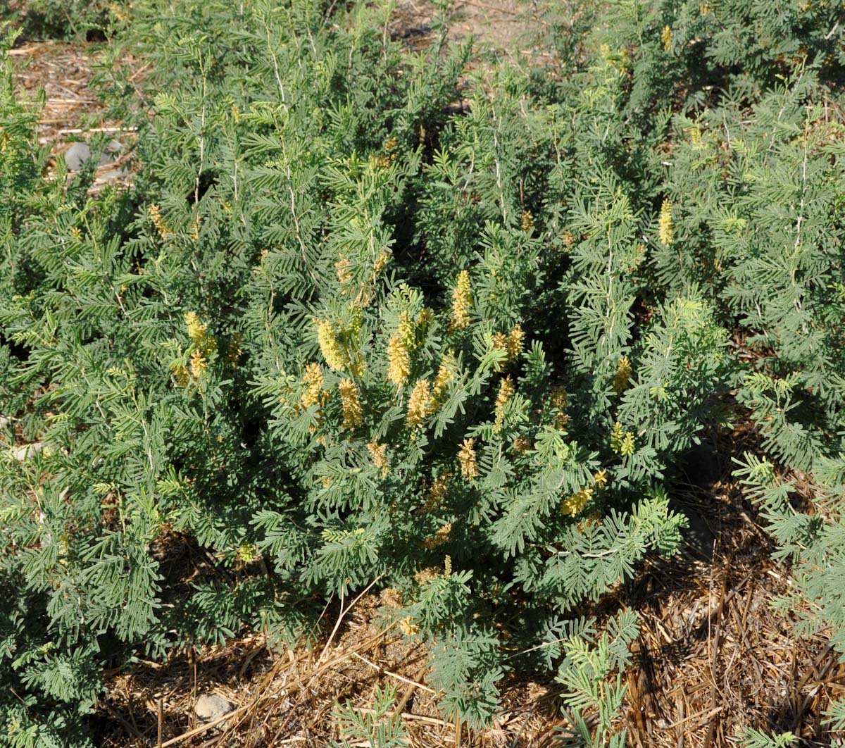 Image of Lagonychium farctum specimen.