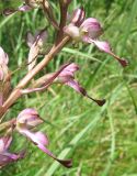 Himantoglossum formosum. Часть соцветия. Дагестан, Табасаранский р-н, 4 км к северо-востоку от с. Дарваг, поляна в дубовом лесу. 3 июня 2019 г.