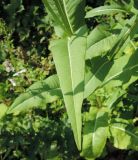 Dipsacus fullonum