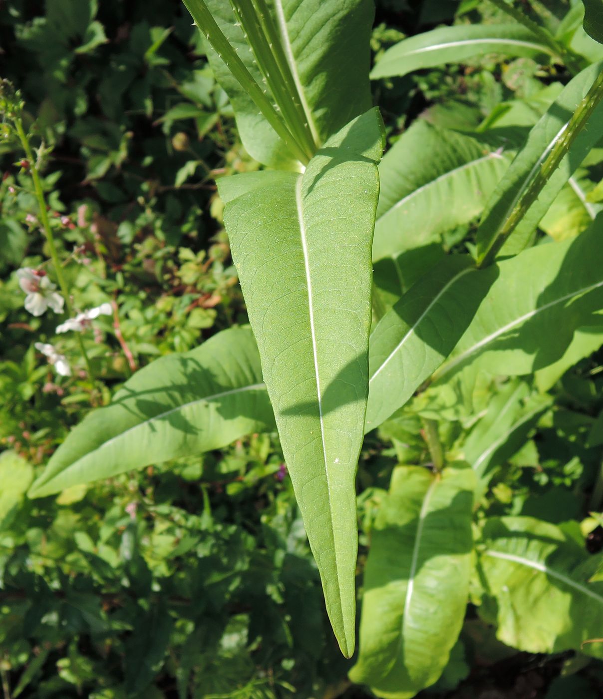 Image of Dipsacus fullonum specimen.