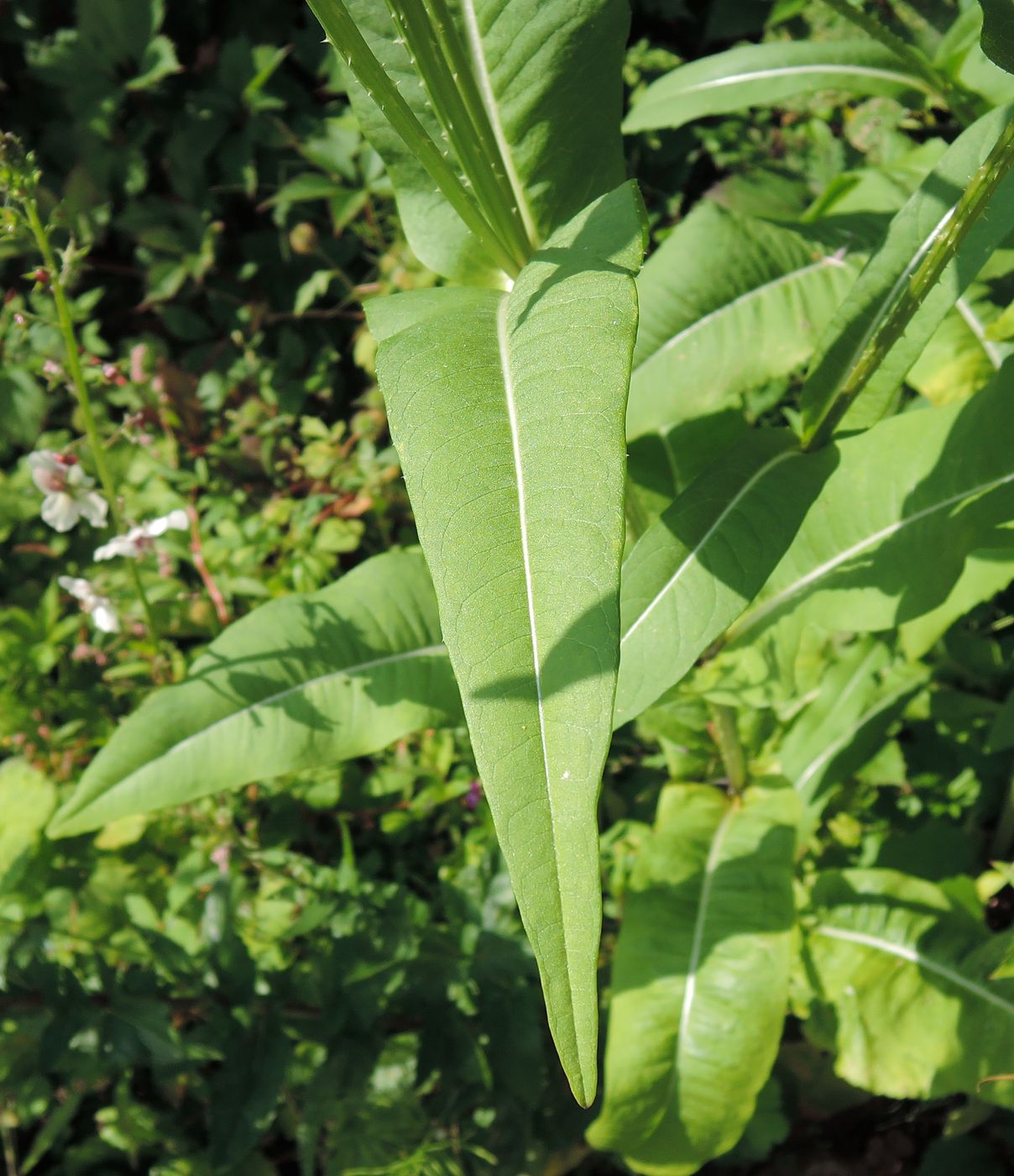 Изображение особи Dipsacus fullonum.