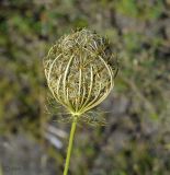 Daucus carota