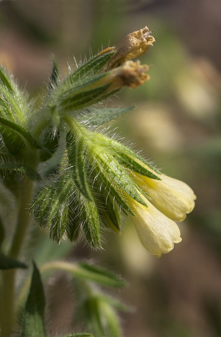 Image of Onosma microcarpa specimen.