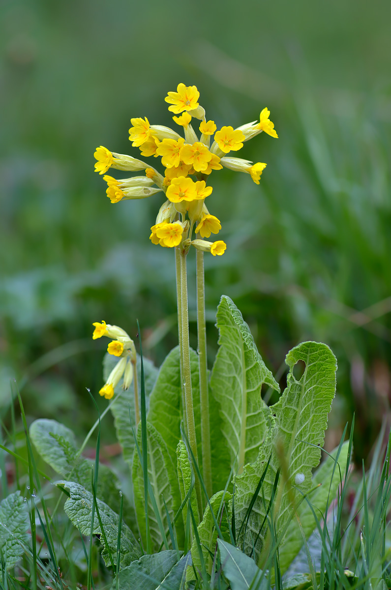 Image of Primula macrocalyx specimen.