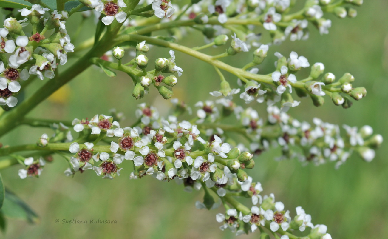 Изображение особи Sibiraea altaiensis.