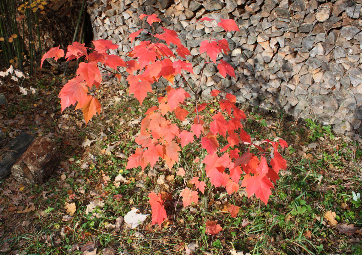 Image of Acer rubrum specimen.