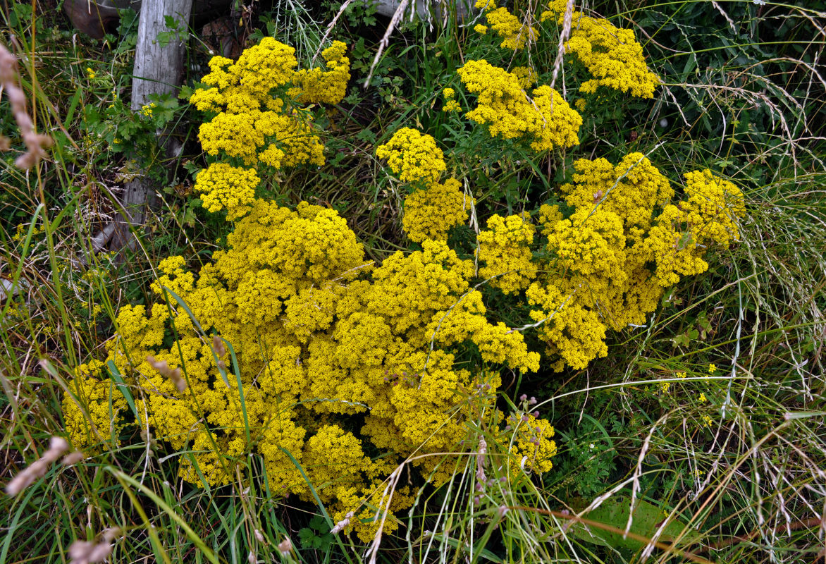 Image of Odontarrhena muralis specimen.